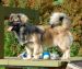 Tibetansk spaniel thumbs tibetansk spaniel kri kris odysseus odin 27 06 09 2